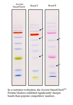 Beban langsung Color Prestained Protein Marker 10-180kDa Reagen Biokimia