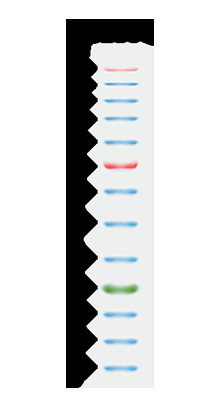 11 Band 9-180KDA Blue High Range Protein Marker 2x250ul 3 Warna 25-300kDa