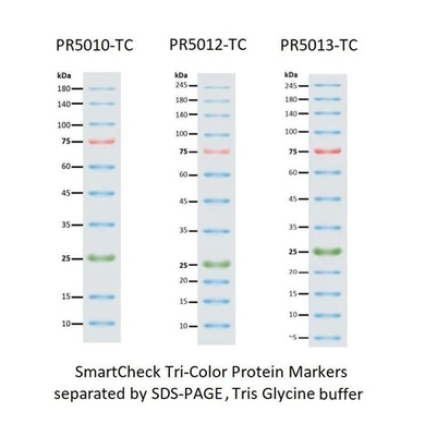 III 12-190KDa Tangga Penanda Protein Prestained Untuk Elektroforesis Gel