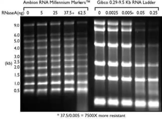 Tangga SsRNA Rentang Rendah Dan Penanda RNA, Tangga RNA Formamida 0.125-6.0Kb