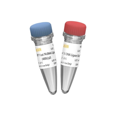 Konstruksi Perpustakaan NGS Fast T4 DNA Ligase 400 U/UL Hanya Untuk Penggunaan Penelitian