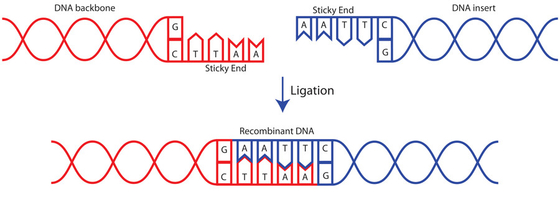 Penelitian Menggunakan Quick T4 DNA Ligase 400 U/UL Biochemical Reagent