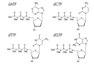 Reagen Biokimia Solusi Set DNTP 100 MM DATP DCTP DTTP DGTP